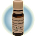 �E�C���^�[�O���[��